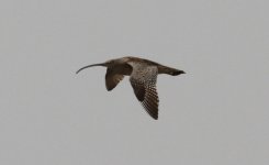 Far Eastern Curlew.jpg