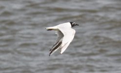 Saunders's Gull.jpg