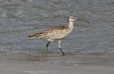 Whimbrel.jpg