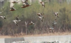 Great and Red Knot.jpg