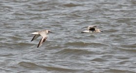 Grey Plover.jpg