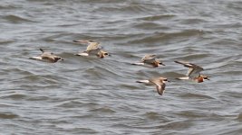 Lesser Sand Plover.jpg