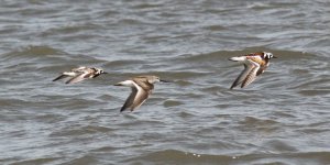 Ruddy Turnstone and Terek Sandpiper.jpg