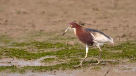 chinese pond heron breed DB MP GH4 kw500 c_2120424.jpg