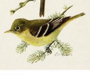 yellow-bellied flycatcher.jpg