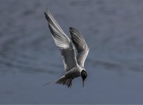 Common Tern A 2J4A8419.jpg