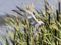 Common Tern A 2J4A8515.jpg