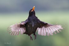 blackbird leap02.jpg