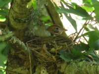 Wood Thrush.jpg