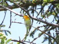 Blackburnian Warbler.jpg