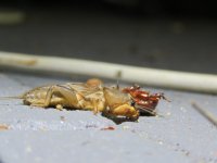 Mole cricket 22 7 15 (2).JPG