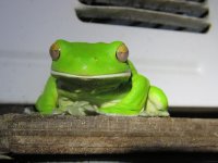 white lipped tree frog 29 6 15 (13).JPG