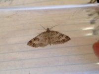 carpet-moth1.jpg