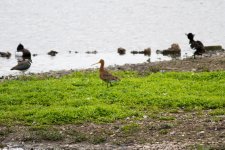 Black-tailed Godwit Moors.jpg