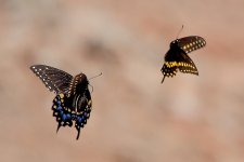 Black swallowtails-0751.jpg