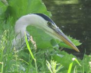 Heron.jpg