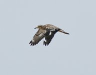 P1130428 (2) Stone Curlew in flight Fuerteventura Aug.'15.jpg