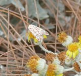 P1130759 (2) A Crimson Speckled on Feurteventura, Aug.'15..jpg