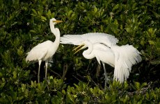 great egrets chicks feed MP HK J5 11-27.5mm stx85_DSC3505.jpg