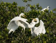 great egret chicks MP HK J5 11-27.5mm stx85_DSC3380.jpg