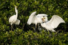 great egret chicks MP HK J5 18.5mm stx85_DSC3516.jpg