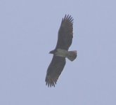 Adult Martial Eagle 4.jpg