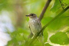 Spotted Flycatcher thumb.jpg