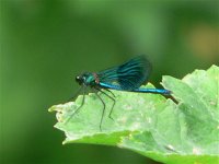 DS demoiselle agrion m 29006 .jpg