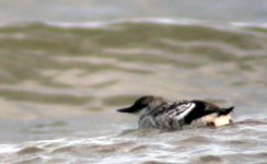 black guillemot juv just fledged 28 july 06.jpg