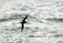 manx shearwater july 06.jpg