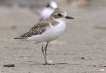 Plover, Greater Sand5.JPG