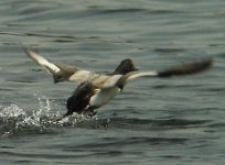 Lesser Scaup 158_edited.jpg