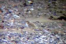 little tern baltray 1 020706.JPG