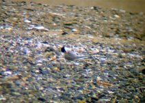 little tern baltray 2 020706.JPG