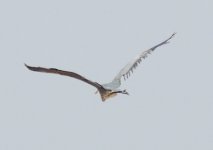 P1130460 (2) A suspect Heron...Fuerteventura Aug.'15.jpg