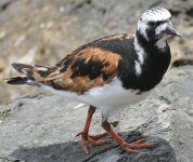 P1130459 (2) A Fuerteventura Turnstone..jpg