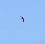 Plain Swift, Fuerteventura, Dec.Jan.'13.jpg