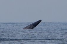 Blue-Whale-breach-11.1.jpg