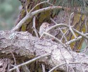 Poss. Tree Pipit SA2.jpg