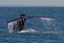 Blue-Whale-71.1.jpg