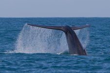 Blue-Whale-60.1.jpg