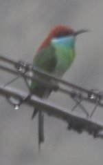 btbeeeater1.jpg