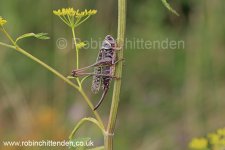 003 Bush-cricket species Transylvania Romania RO July 2015 crs 130dpi.jpg