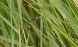 Saltholme_dragonfly.jpg