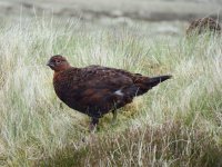 Red Grouse 2 compressed.jpg