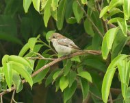 P1130820 (2) Woodchat Shrike A2 Fuerteventura Aug. '15.jpg