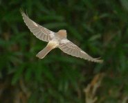 P1130824 (2) Woodchat A2 in flight..jpg