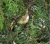 P1140319 (2) Bonelli's Warbler no.2..jpg