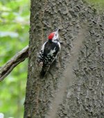 P1120830 (2) A Middle-spotted Woodpecker, Buda Hills, July '15.jpg
