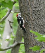P1120833 (2) A Middle-spotted Woodpecker, Buda Hills July '15..jpg
